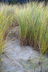 ammophila arenaria thumbnail graphic